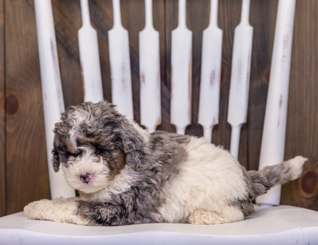 Harley is an F1B Sheepadoodle that should have  and is currently living in Iowa