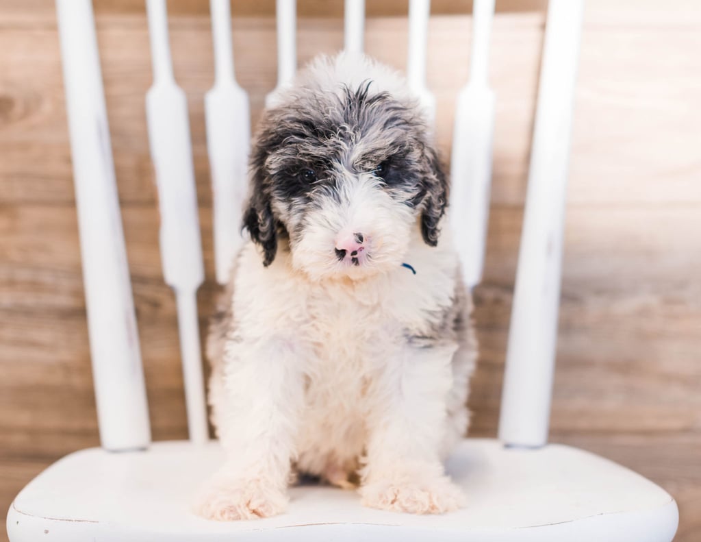 Yalk is an F1 Sheepadoodle that should have  and is currently living in Arizona