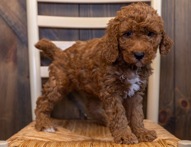 A picture of a Lizzie, one of our Mini Goldendoodles puppies that went to their home in South Dakota