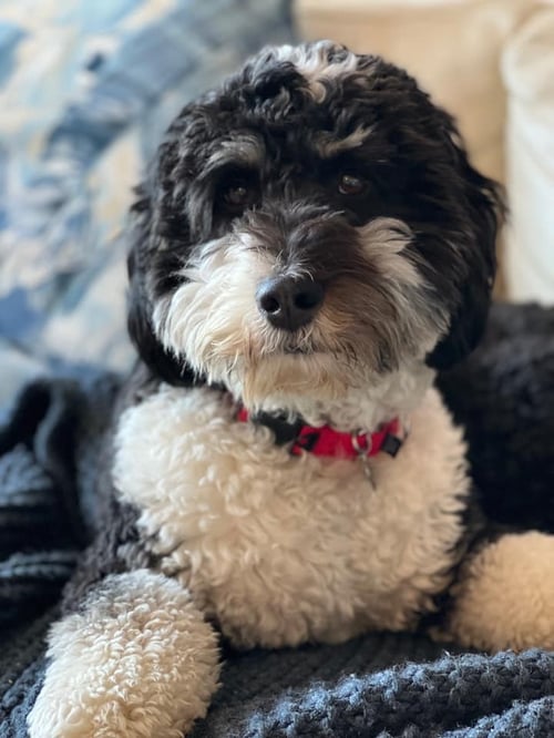 F1 Standard Bernedoodle Mug shot