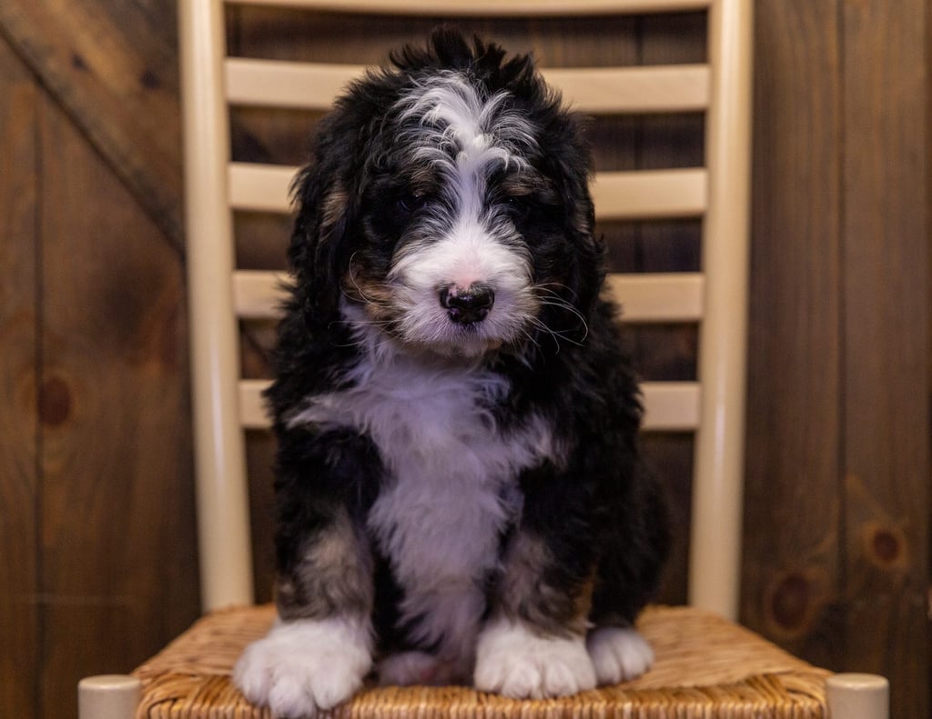 Yasho is an F1 Bernedoodle that should have  and is currently living in South Dakota