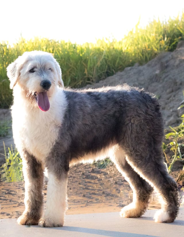 A picture of one of our Old English Sheepdog mother's, Tuxxy.