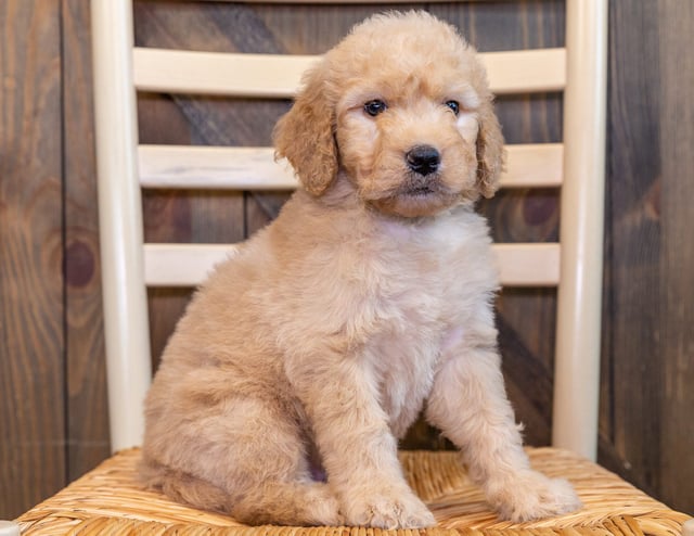 A picture of a Quick, one of our Standard Goldendoodles puppies that went to their home in North Carolina