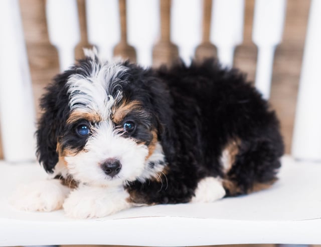 Wanny is an F1 Bernedoodle that should have  and is currently living in Illinois