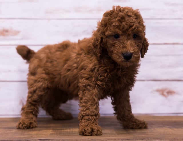 Gerry came from Berkeley and Reggie's litter of F1B Goldendoodles