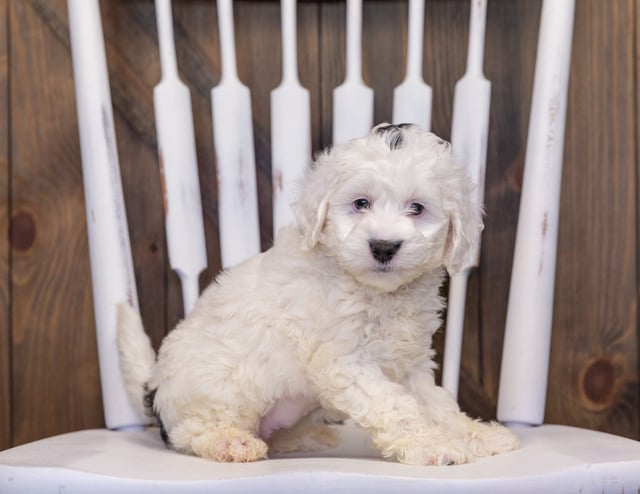 A picture of a Hilda, one of our Mini Sheepadoodles puppies that went to their home in Illinois