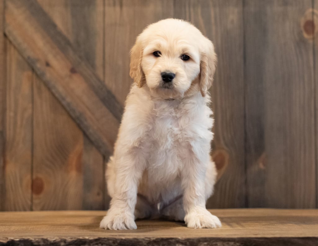 A picture of a Tango, one of our Mini Goldendoodles puppies that went to their home in Florida