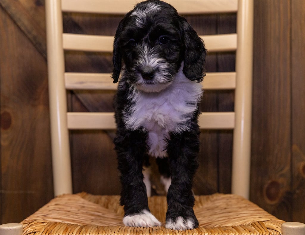 Waylon came from Harper and Parker's litter of F1B Sheepadoodles