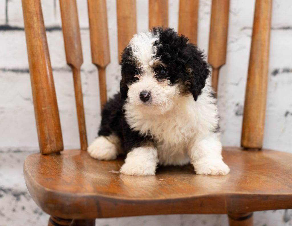 Pello is an F1 Bernedoodle.