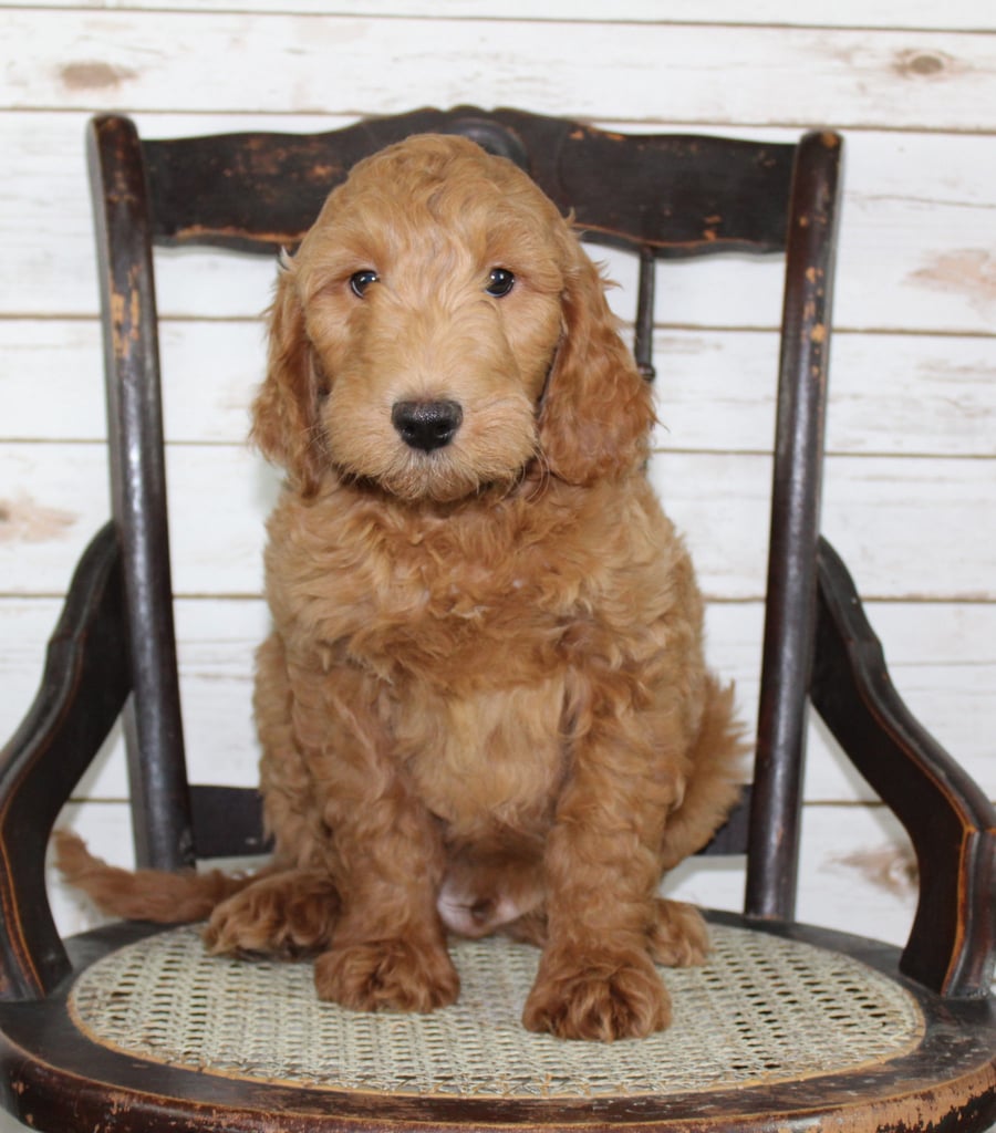 Murphy is an F2B Irish Goldendoodle that should have  and is currently living in New York