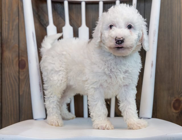 A picture of a Ollie, one of our Mini Sheepadoodles puppies that went to their home in Georgia