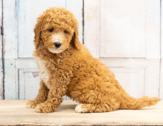 Vera came from Candice and Teddy's litter of F1BB Goldendoodles
