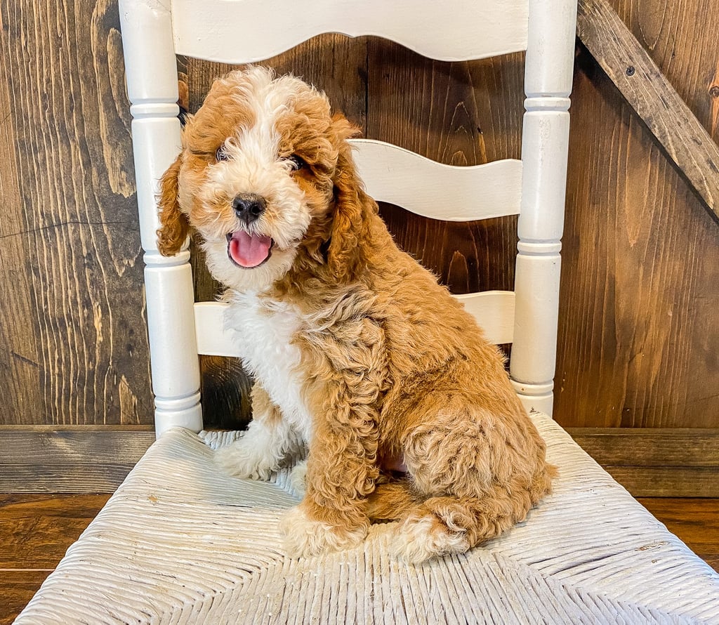 Whiskey is an F1BB Goldendoodle that should have  and is currently living in Indiana