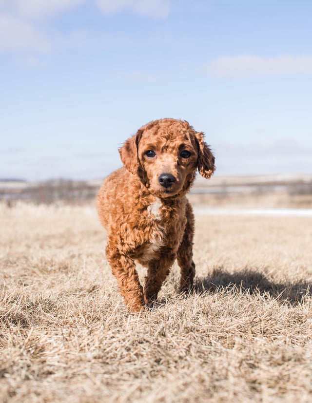 This litter of Goldendoodles are of the F1B generation.