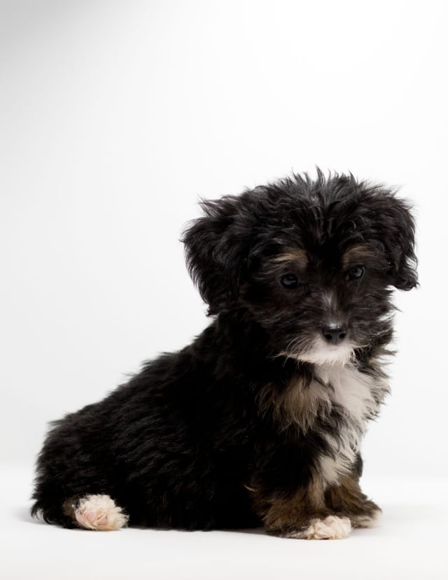 Fay came from Tyrell and Stanley's litter of F1 Bernedoodles