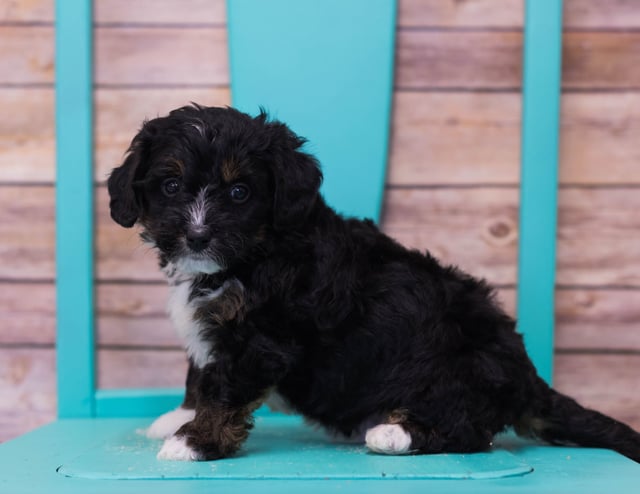 Lego is an F1 Bernedoodle that should have  and is currently living in Florida