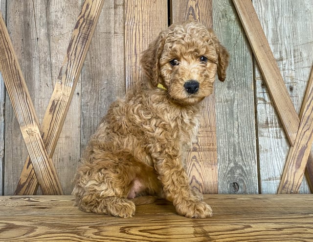 Madge is an F1BB Goldendoodle for sale in Iowa.