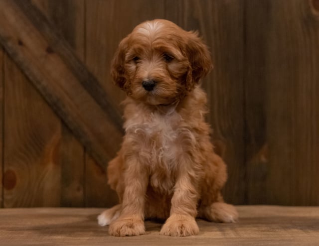 A picture of a Ivy, one of our Mini Irish Doodles puppies that went to their home in Texas