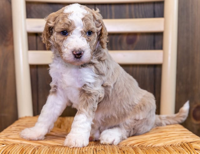 Woody came from Zara and Reggie's litter of F1BB Goldendoodles
