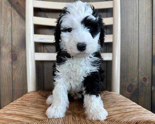 A picture of a Jon, one of our Standard Sheepadoodles puppies that went to their home in Nebraska