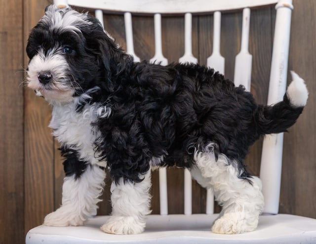 Prince is an F1 Sheepadoodle that should have  and is currently living in Minnesota