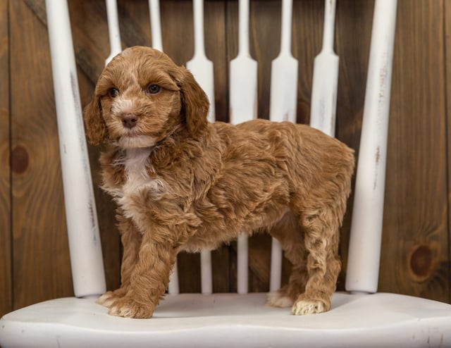 Ebony is an F1BB Goldendoodle that should have  and is currently living in California