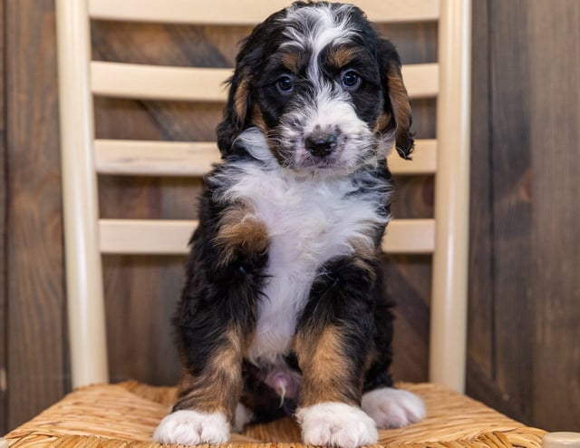 Bernedoodles bred in in Iowa by Poodles 2 Doodles