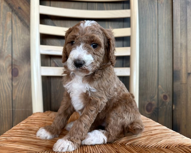 A picture of a Foxy, one of our  Goldendoodles puppies that went to their home in Iowa