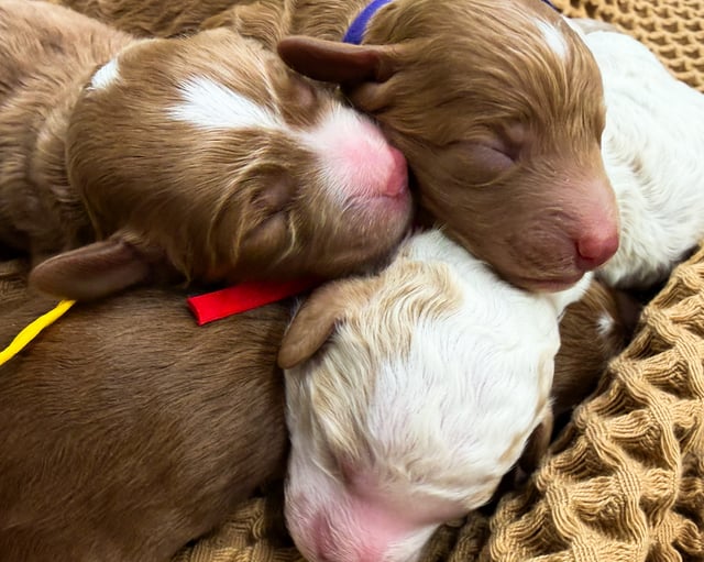 Gorgeous Mini Goldendoodles available for sale!