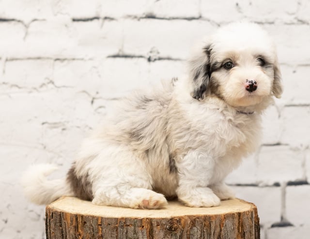 Tana is an F1 Sheepadoodle for sale in Iowa.