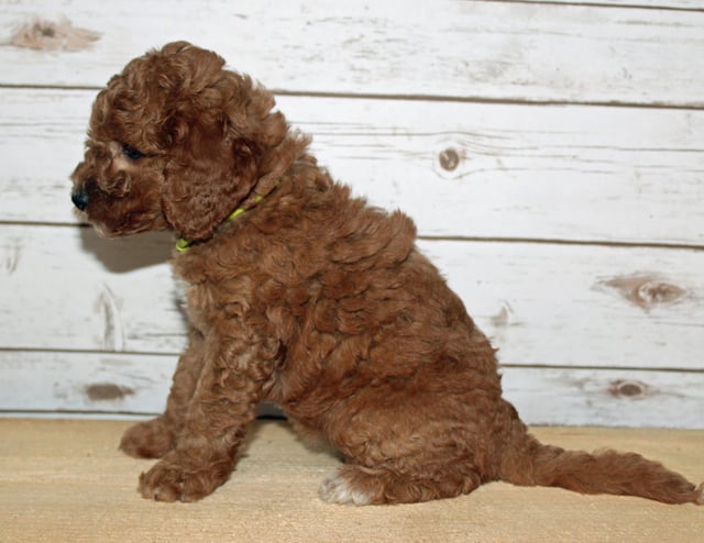 Xavi is an F2B Goldendoodle that should have  and is currently living in Arkansas 