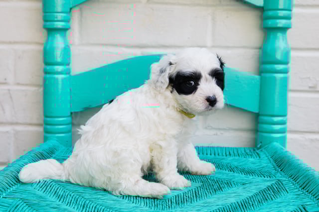 Gordy came from Gordy and Ceazer's litter of F1B Bernedoodles