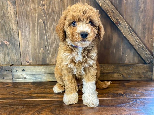 A picture of a Penelope, one of our Petite Goldendoodles puppies that went to their home in Iowa