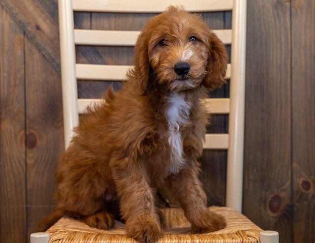 A picture of a Kia, one of our Mini Goldendoodles puppies that went to their home in Minnesota