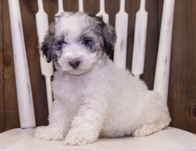 Pudge is an F1B Sheepadoodle that should have  and is currently living in South Carolina