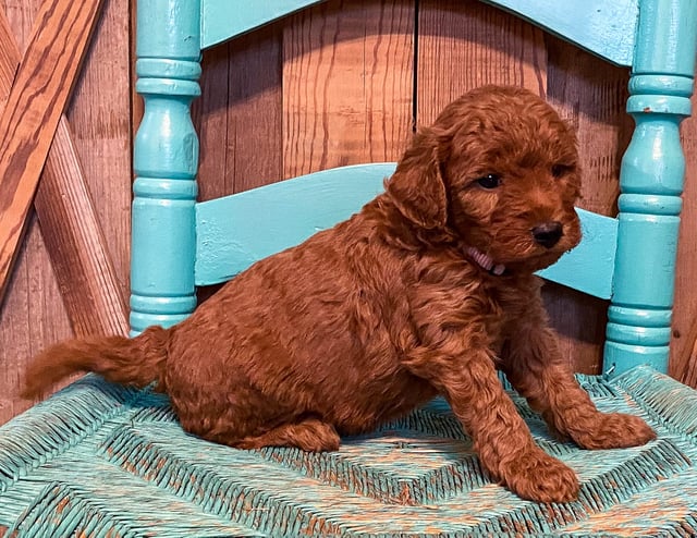 A picture of a Maple, a gorgeous Mini Goldendoodles for sale