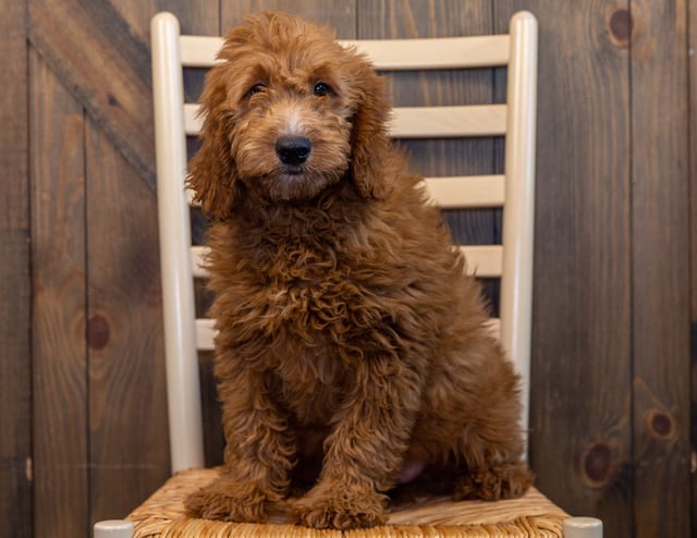 Haven is an F1 Goldendoodle that should have  and is currently living in Texas