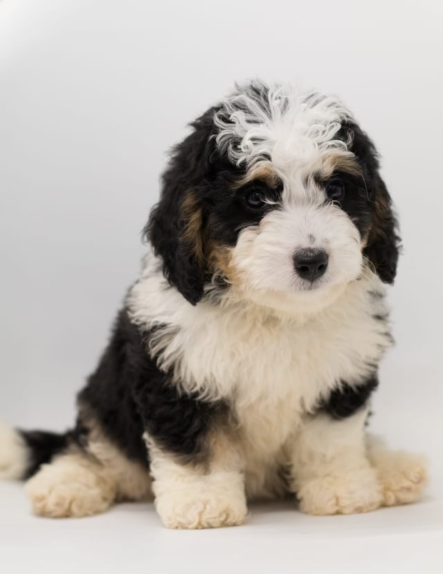 Bea came from Bea and Stanley's litter of F1 Bernedoodles