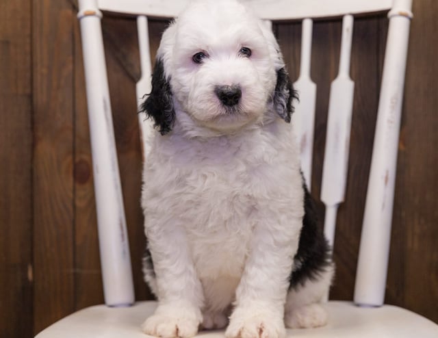 Nelson came from Kaze and Bentley's litter of F1 Sheepadoodles