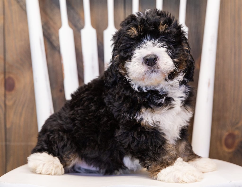 A picture of a Monte, one of our  Bernedoodles puppies that went to their home in Massachusetts