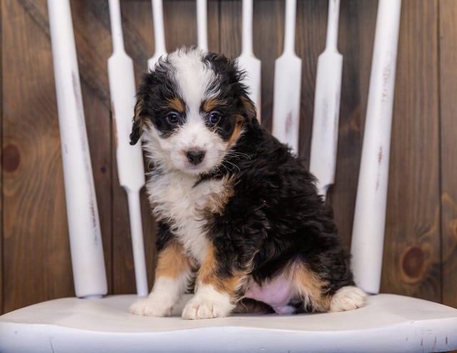 Igloo is an F1 Bernedoodle that should have  and is currently living in Connecticut