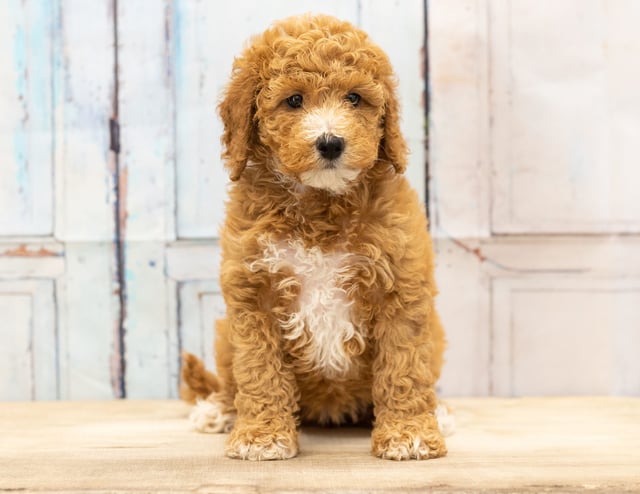 Vera is an F1BB Goldendoodle that should have  and is currently living in Iowa