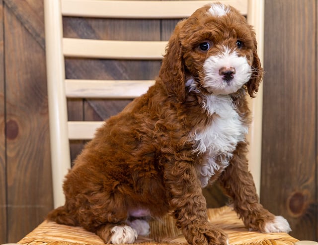 A picture of a Jet, one of our Mini Australian Goldendoodles puppies that went to their home in Illinois