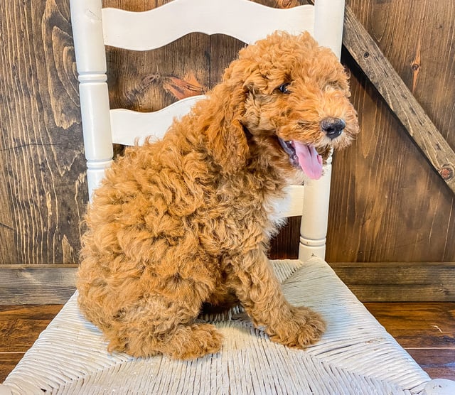 Goldendoodles bred in in Iowa by Poodles 2 Doodles