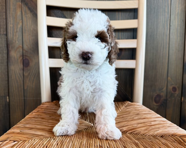 A picture of a Brooks, a gorgeous Mini Goldendoodles for sale