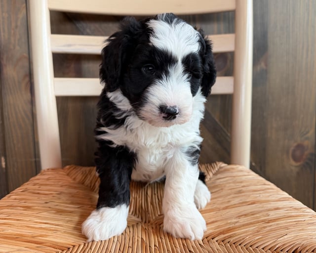 Sheepadoodles bred in in Iowa by Poodles 2 Doodles