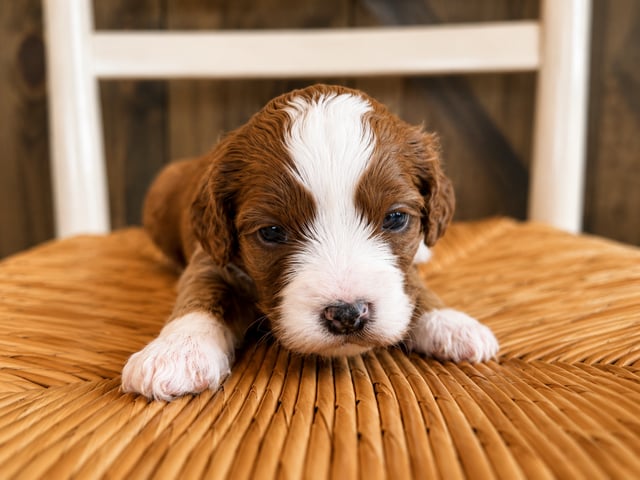 A picture of a Frankie, a gorgeous Petite Cavapoos for sale