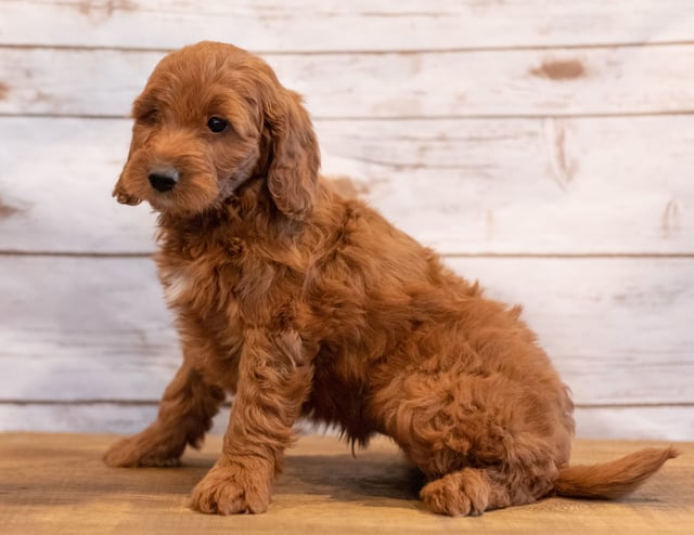 A picture of a Ned, one of our Mini Irish Doodles puppies that went to their home in Texas