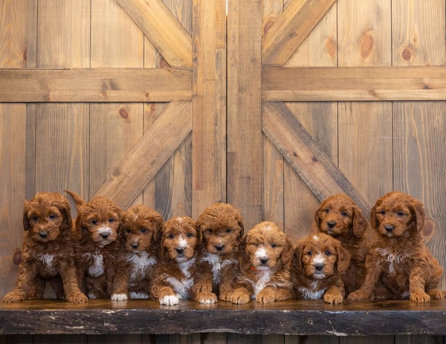 A litter of Mini Goldendoodles raised in Iowa by Poodles 2 Doodles