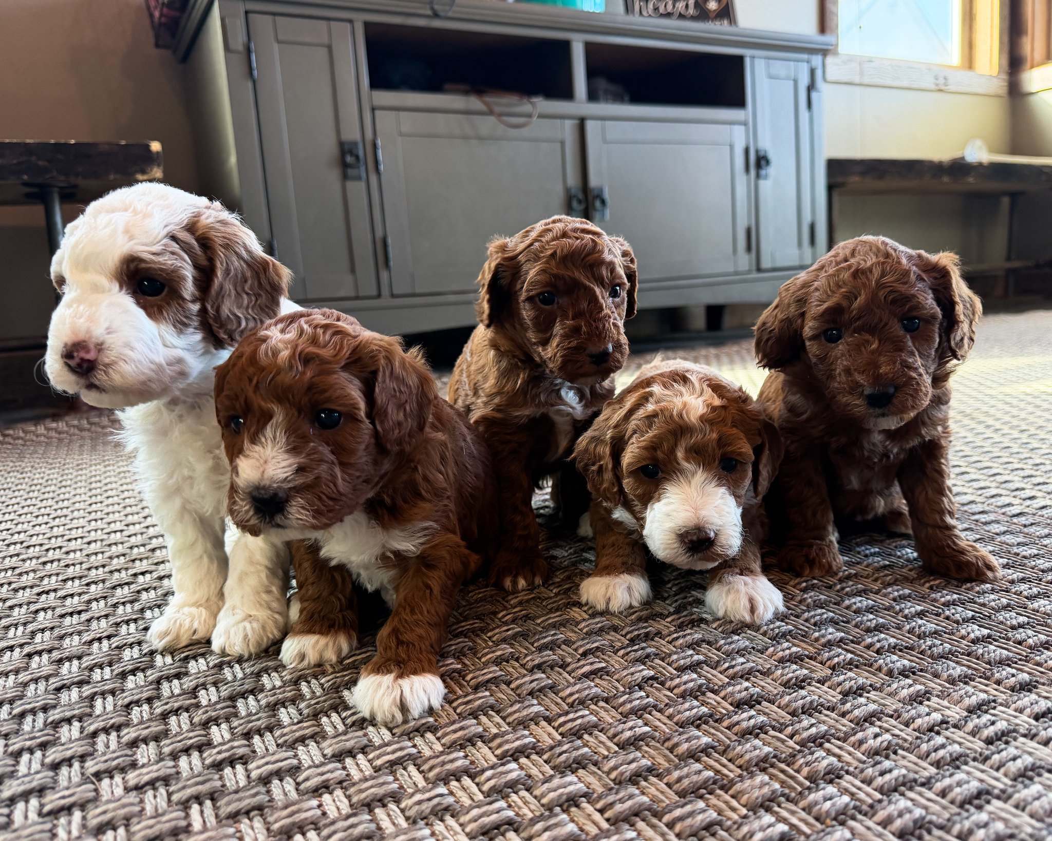 A litter of Mini Goldendoodles raised in Iowa by Poodles 2 Doodles